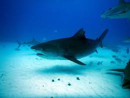 Image result for Galeocerdo cuvier