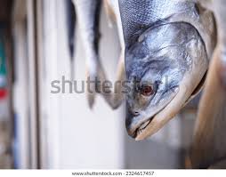 Image result for Coregonus lavaretus