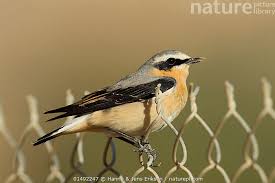 Attēlu rezultāti vaicājumam “Oenanthe oenanthe”