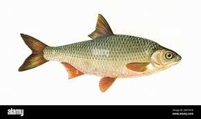 Image result for Rutilus rutilus