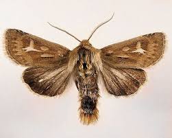 Attēlu rezultāti vaicājumam “Cerapteryx graminis”