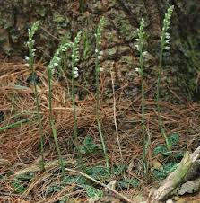 Attēlu rezultāti vaicājumam “Goodyera repens”