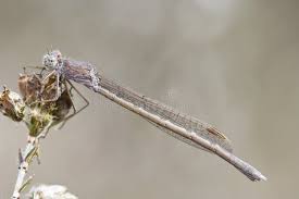 Attēlu rezultāti vaicājumam “Sympecma paedisca”