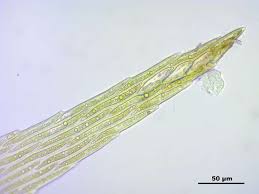 Attēlu rezultāti vaicājumam “Warnstorfia exannulata”