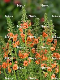 Image result for Alonsoa liniflora