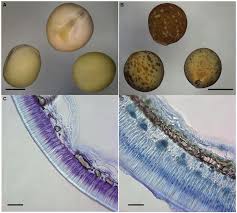 Attēlu rezultāti vaicājumam “Diderma testaceum sessile”
