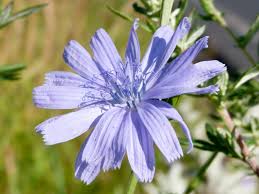 Attēlu rezultāti vaicājumam “Cichorium intybus flower”