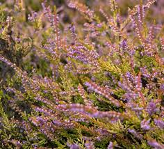 Attēlu rezultāti vaicājumam “Calluna vulgaris flower”