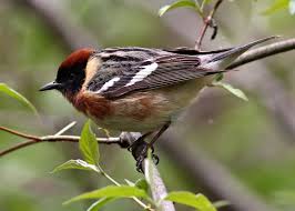Image result for Dendroica castanea