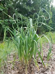 Attēlu rezultāti vaicājumam “Allium sativum”