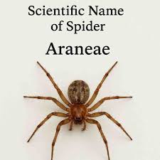 Image result for genus