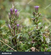 Attēlu rezultāti vaicājumam “Gentianella amarella”