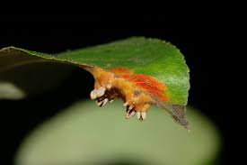 Attēlu rezultāti vaicājumam “Gymnosporangium sabinae”