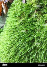 Attēlu rezultāti vaicājumam “Neckera complanata”