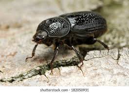 Attēlu rezultāti vaicājumam “Sinodendron cylindricum male”