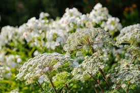Attēlu rezultāti vaicājumam “Selinum carvifolia flower”