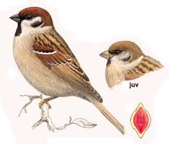 Image result for Passer montanus