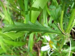 Attēlu rezultāti vaicājumam “Leucanthemum vulgare leaf”