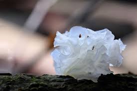 Attēlu rezultāti vaicājumam “Tremella ramalinae”