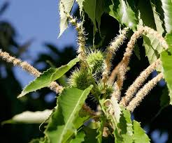 Attēlu rezultāti vaicājumam “Castanea sativa”