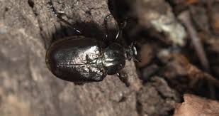 Attēlu rezultāti vaicājumam “Grynocharis oblonga”