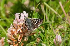 Attēlu rezultāti vaicājumam “Pyrgus alveus upperside”