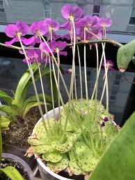 Attēlu rezultāti vaicājumam “Pinguicula vulgaris flower”