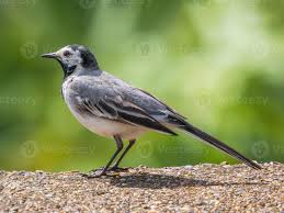 Attēlu rezultāti vaicājumam “Motacillidae”