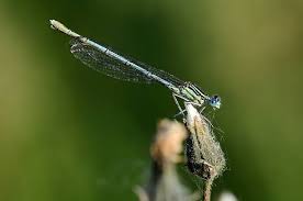 Attēlu rezultāti vaicājumam “Platycnemis pennipes female”