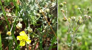 Image result for Potentilla argentea