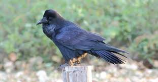 Attēlu rezultāti vaicājumam “Corvidae”