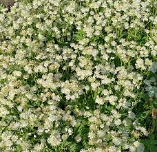 Attēlu rezultāti vaicājumam “Astrantia major”