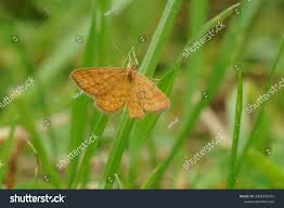 Attēlu rezultāti vaicājumam “Idaea serpentata”