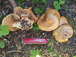 Attēlu rezultāti vaicājumam “Stemonitopsis hyperopta var. landewaldii stalked”