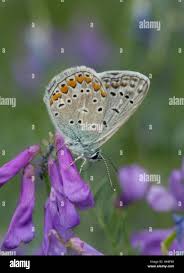 Attēlu rezultāti vaicājumam “Agrodiaetus amandus female”