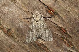 Attēlu rezultāti vaicājumam “Polia nebulosa”