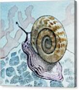 Attēlu rezultāti vaicājumam “Planorbis planorbis”