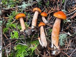 Attēlu rezultāti vaicājumam “Craterium aureonucleatum young”