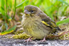 Attēlu rezultāti vaicājumam “Chloris chloris female”