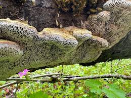 Attēlu rezultāti vaicājumam “Coriolopsis trogii”