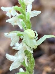 Attēlu rezultāti vaicājumam “Goodyera repens flower”