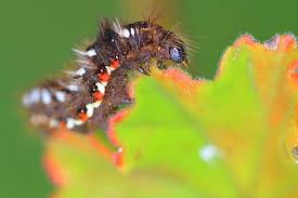 Attēlu rezultāti vaicājumam “Acronicta rumicis imago”