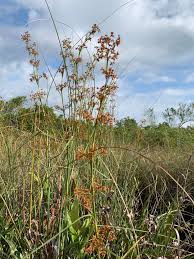 Attēlu rezultāti vaicājumam “Cladium mariscus”