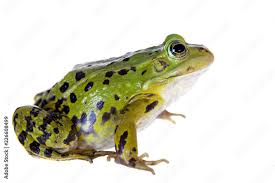 Attēlu rezultāti vaicājumam “Pelophylax”