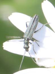 Attēlu rezultāti vaicājumam “Oedemera sp.”