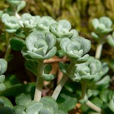 Attēlu rezultāti vaicājumam “Sedum pallidum leaf”