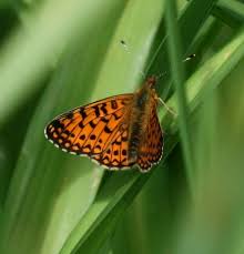 Attēlu rezultāti vaicājumam “Clossiana selene”