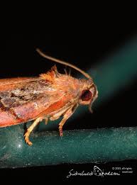 Attēlu rezultāti vaicājumam “Archips podana female”