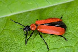 Attēlu rezultāti vaicājumam “Pyrochroa coccinea”