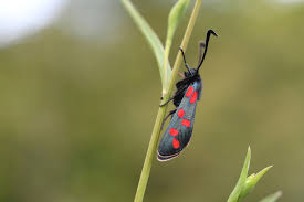 Attēlu rezultāti vaicājumam “Zygaena filipendulae exuvia”